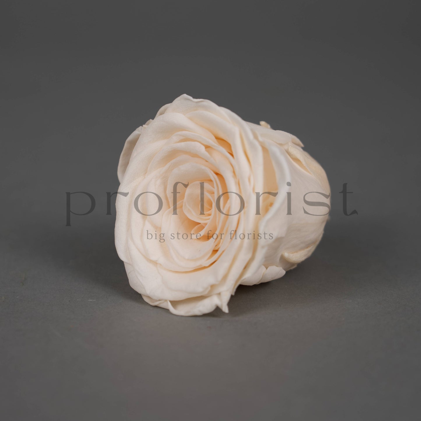 Wieczna róża w kolorze kremowym - opakowanie 8 szt