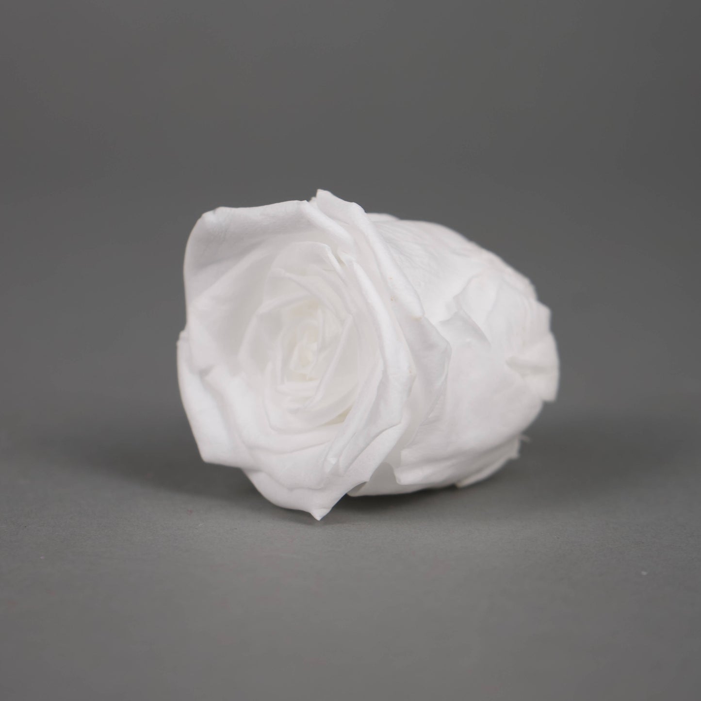 Wieczna róża w białym kolorze - opakowanie 8 szt