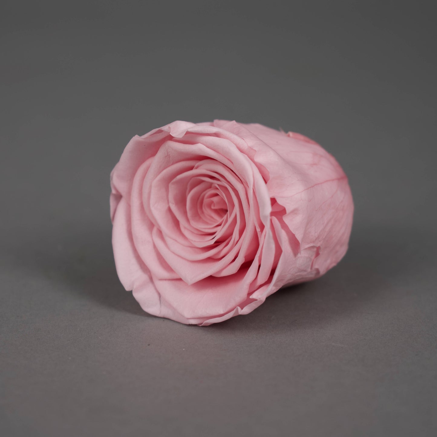 Wieczna róża w jasnoróżowym kolorze - opakowanie 6 szt