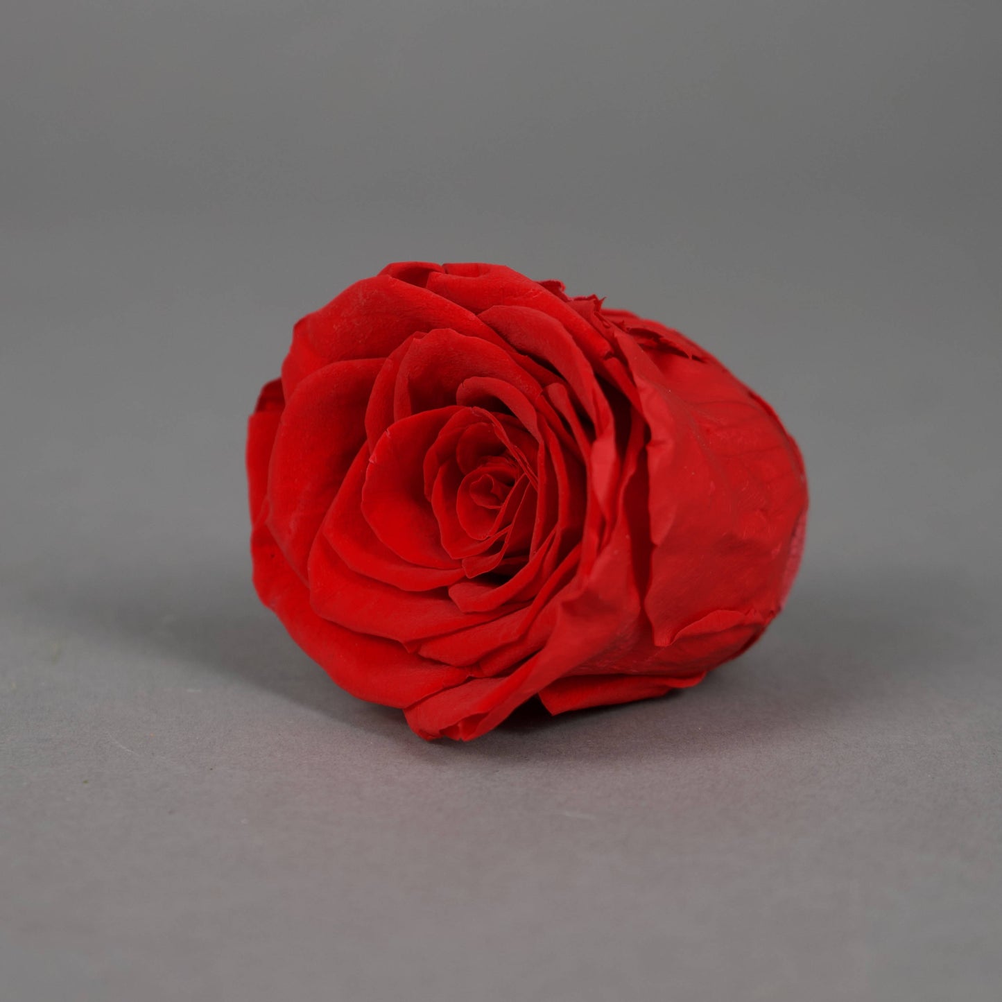 Wieczna róża w czerwonym kolorze - opakowanie 6 szt