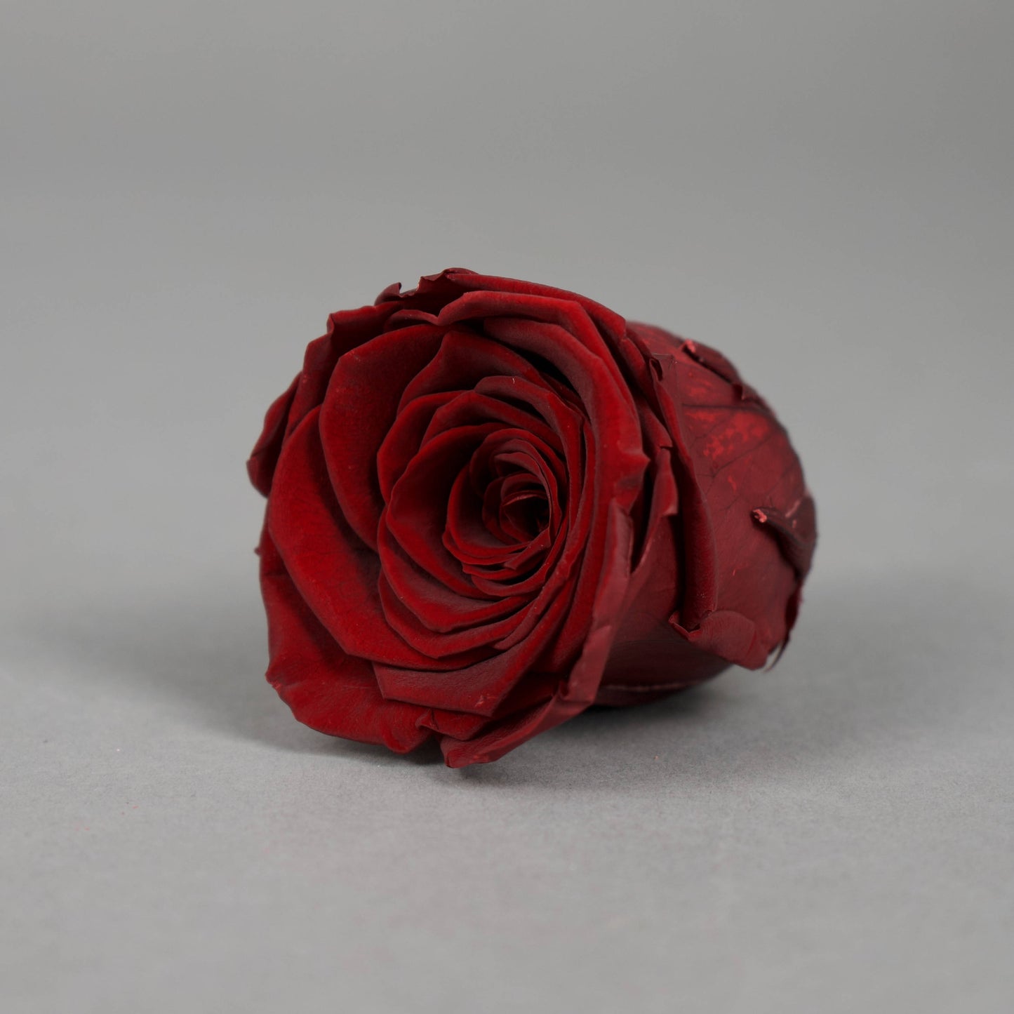 Wieczna róża w kolorze czerwone wino - opakowanie 8 szt