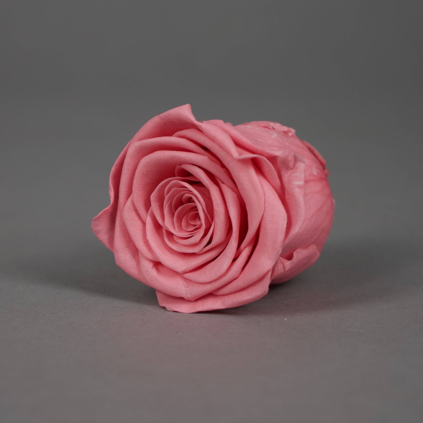 Wieczna róża w różowym kolorze - opakowanie 6 szt