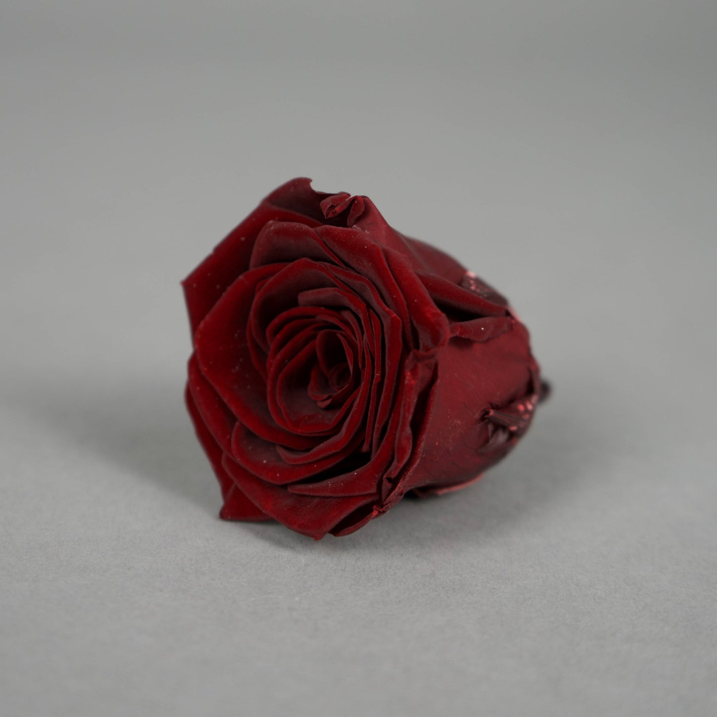 Wieczna róża w kolorze czerwone wino - opakowanie 6 szt