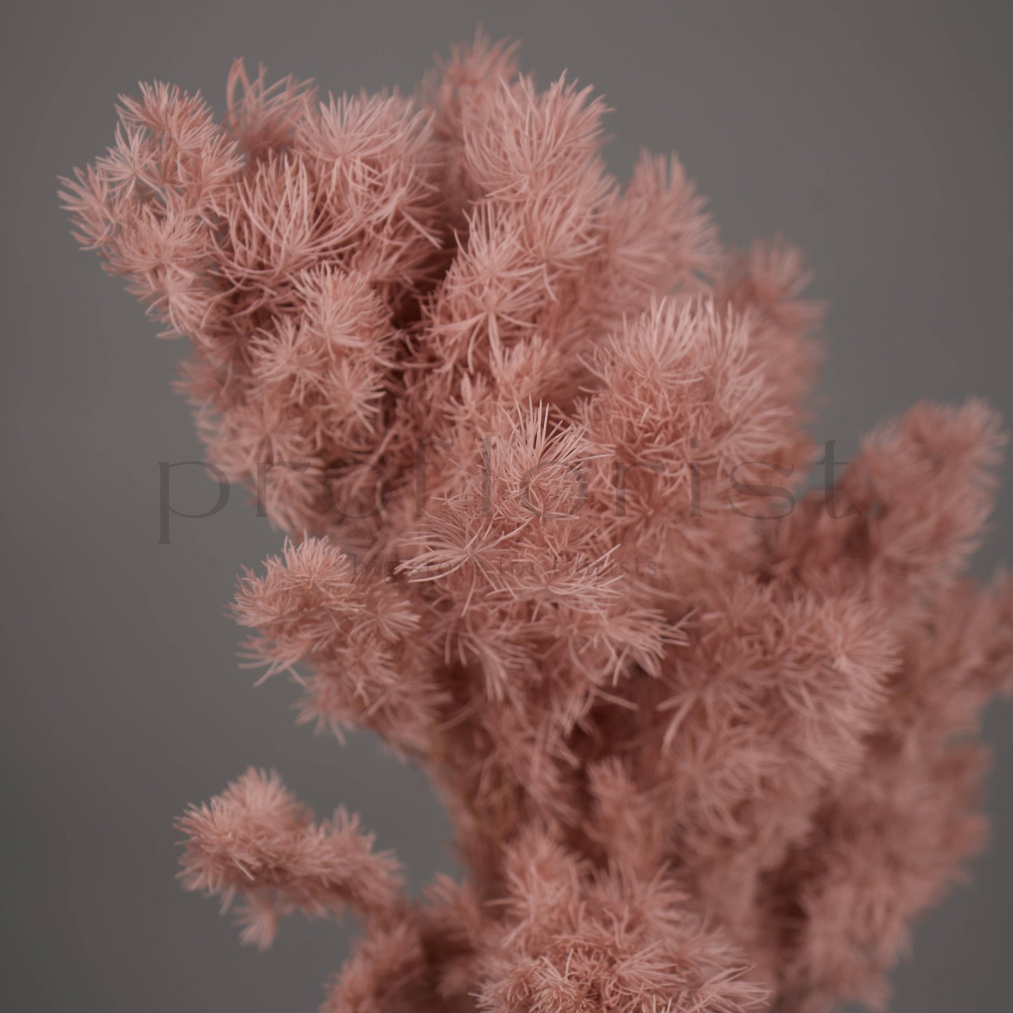 Asparagus stabilizowany - PUDROWY