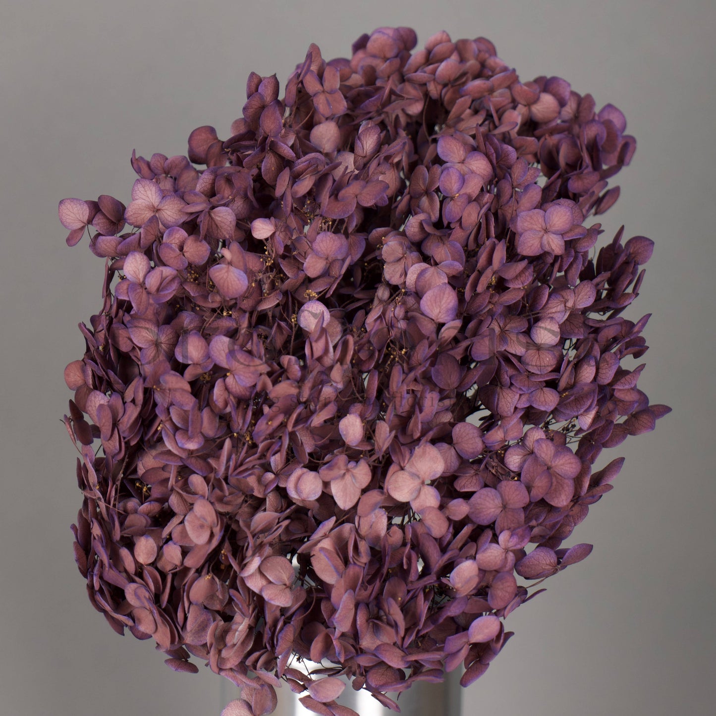 Hortensja stabilizowana Fioletowa, 1 szt