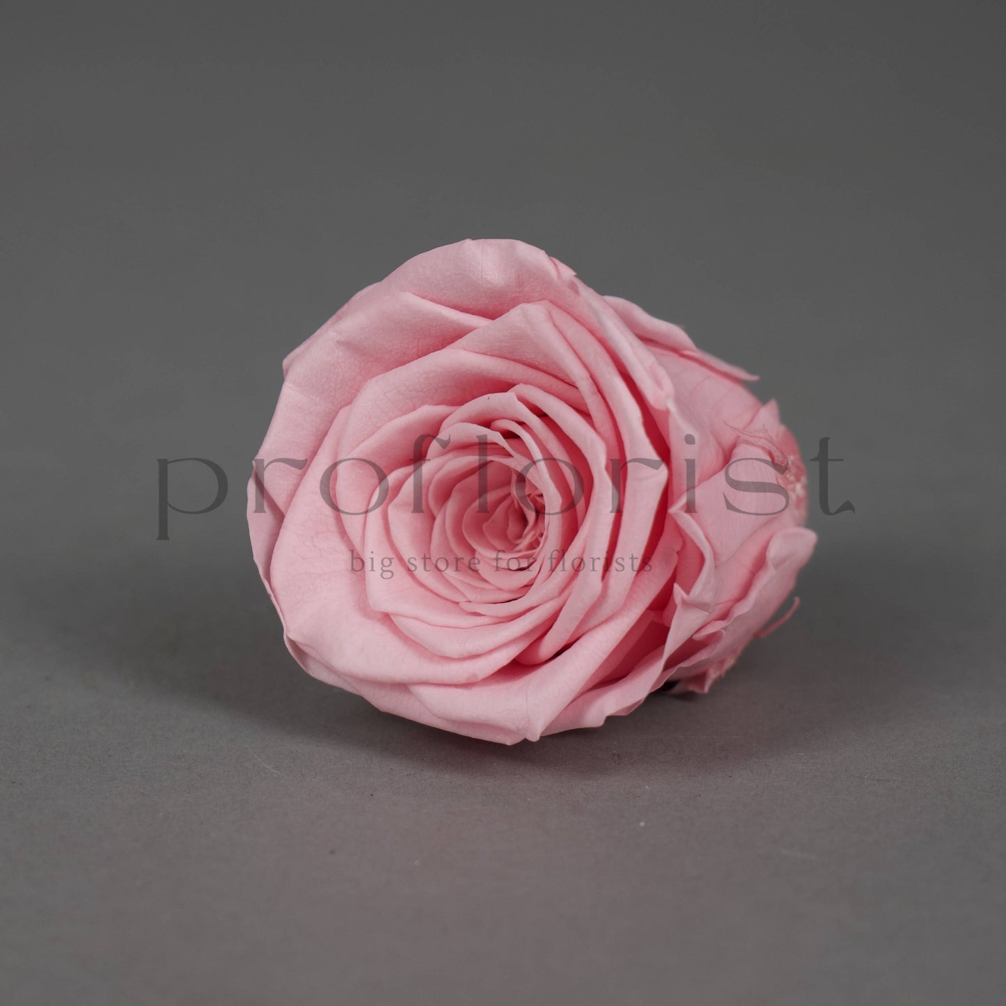 Wieczna róża w kolorze jasnoróżowym - opakowanie 8 szt