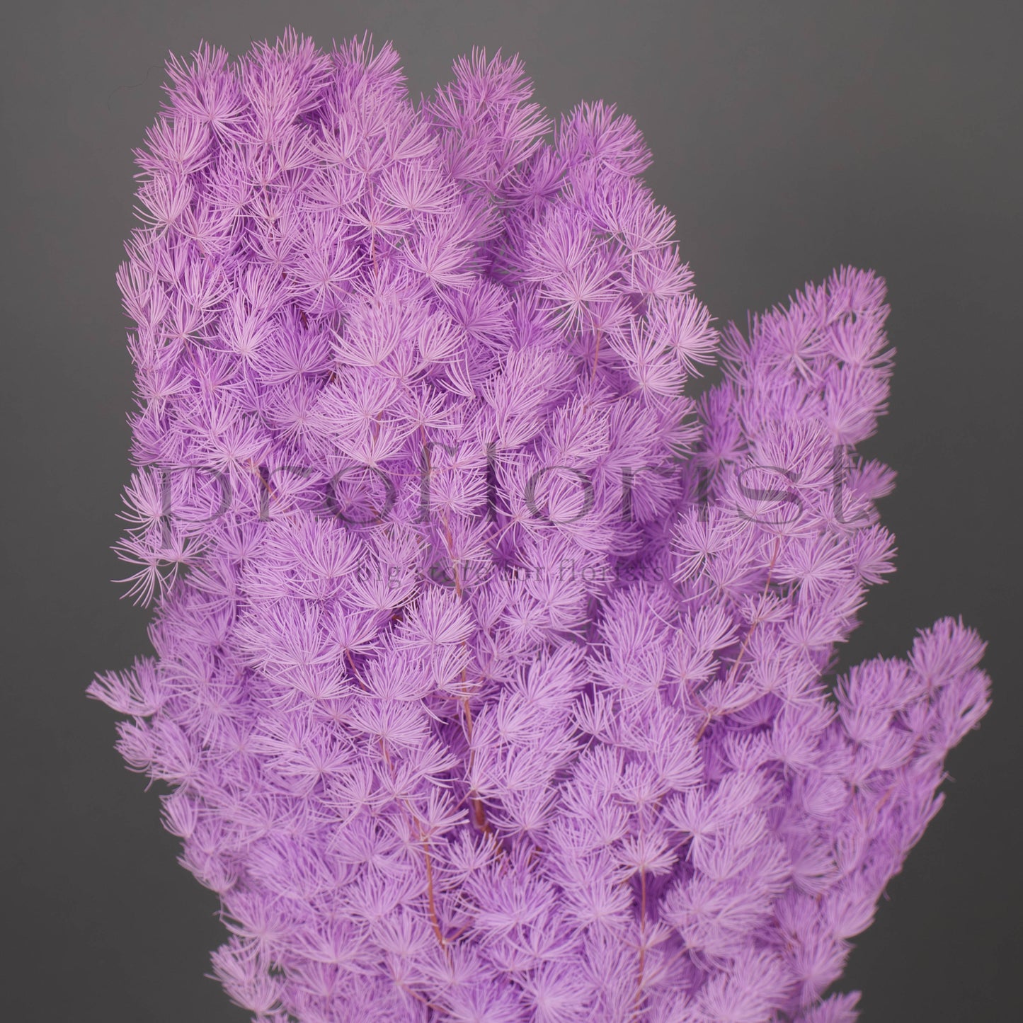 Asparagus stabilizowany - LAWENDOWY