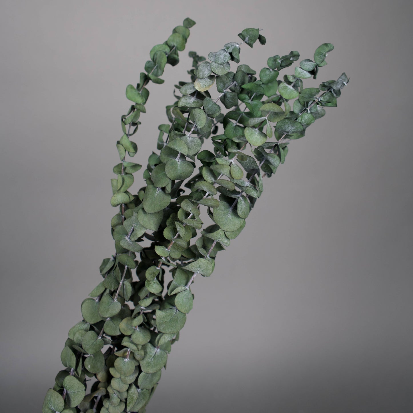 Stabilizowany eukaliptus baby w zielonym kolorze 75 cm, 10 gał/pęczek