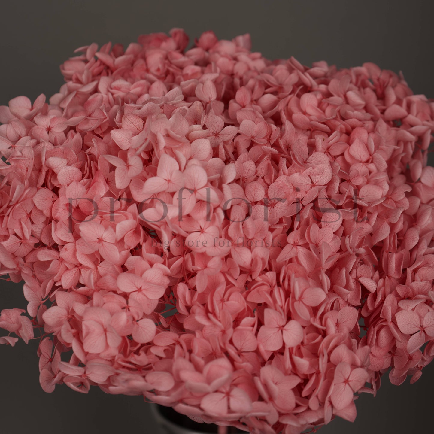 Hortensja stabilizowana Różowa, 1 szt