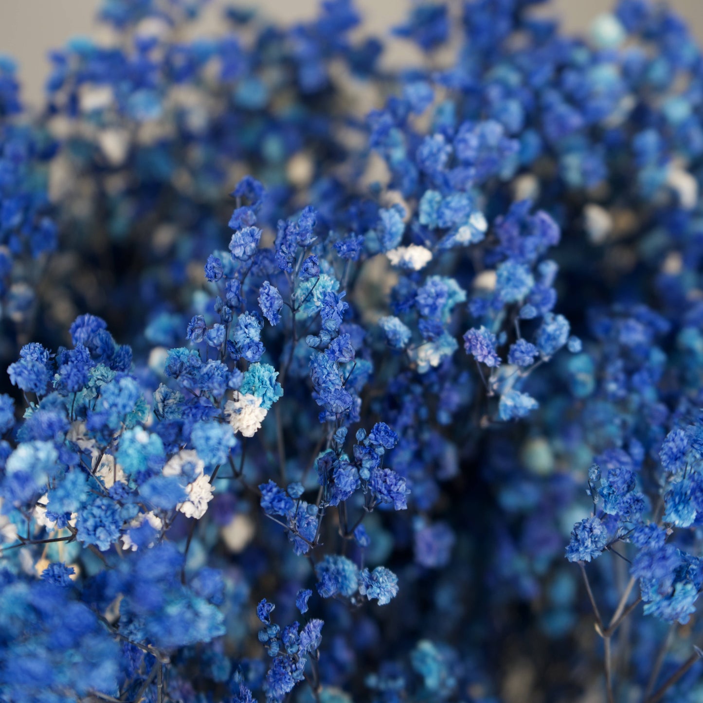 Gipsówka stabilizowana Granatowa Gypsophila bukiet 75 cm długość ok.420g