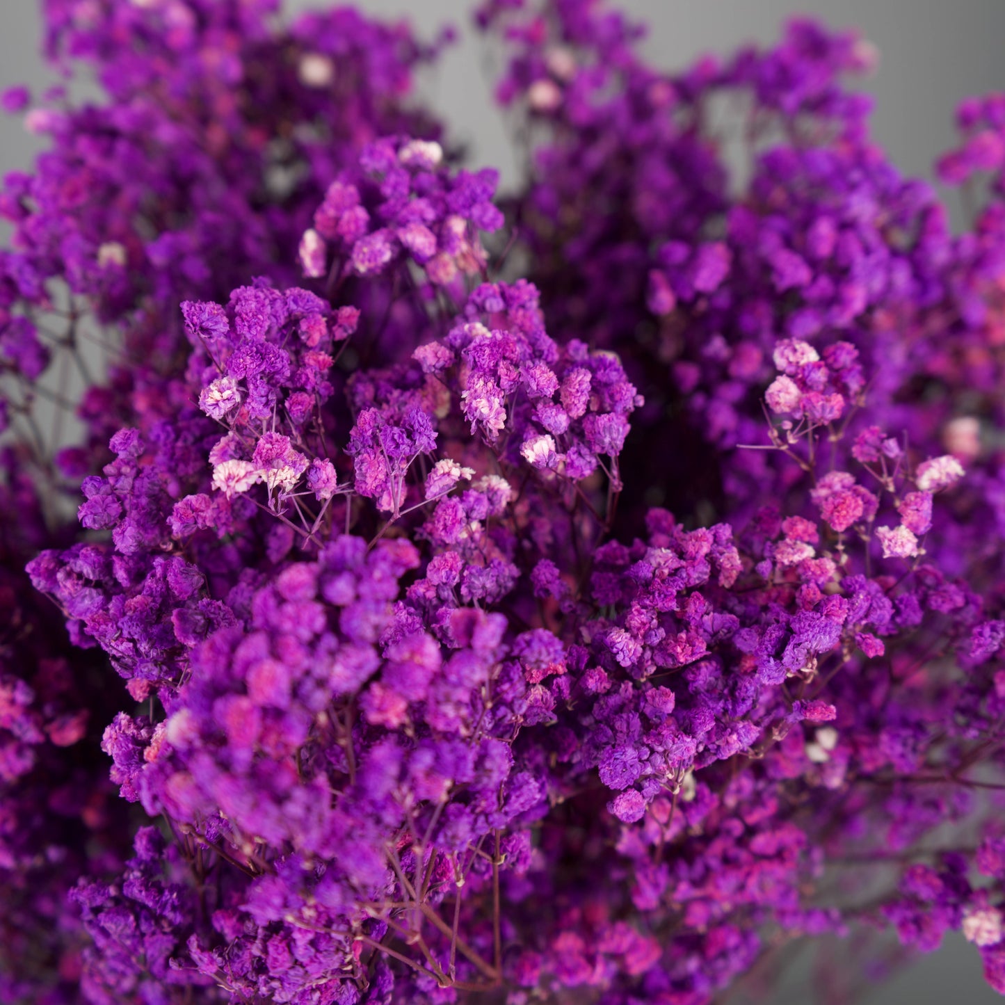 Gipsówka stabilizowana Purpurowa Gypsophila bukiet 75 cm długość ok.420g