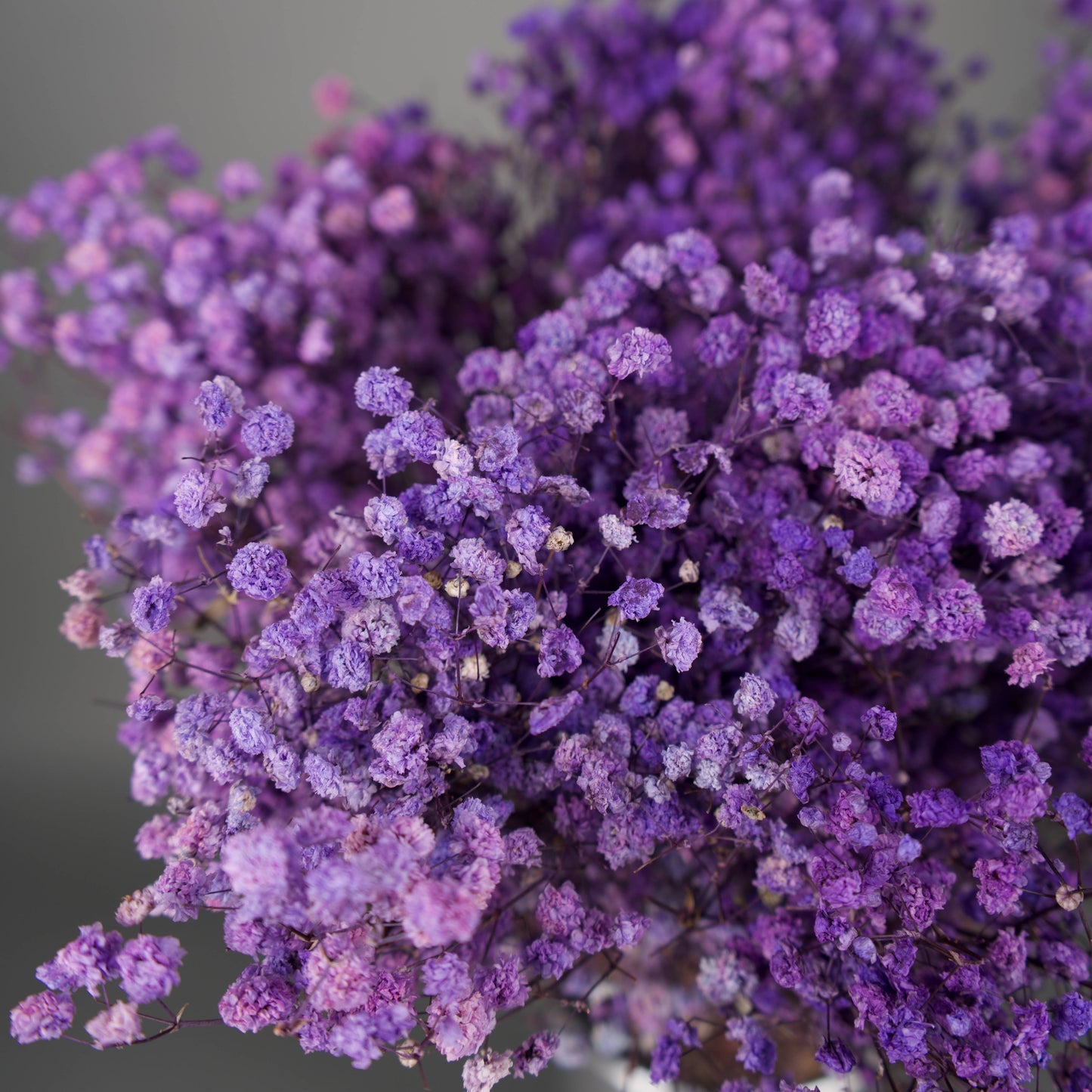 Gipsówka stabilizowana Fioletowa Gypsophila bukiet 75 cm długość, ok. 420g