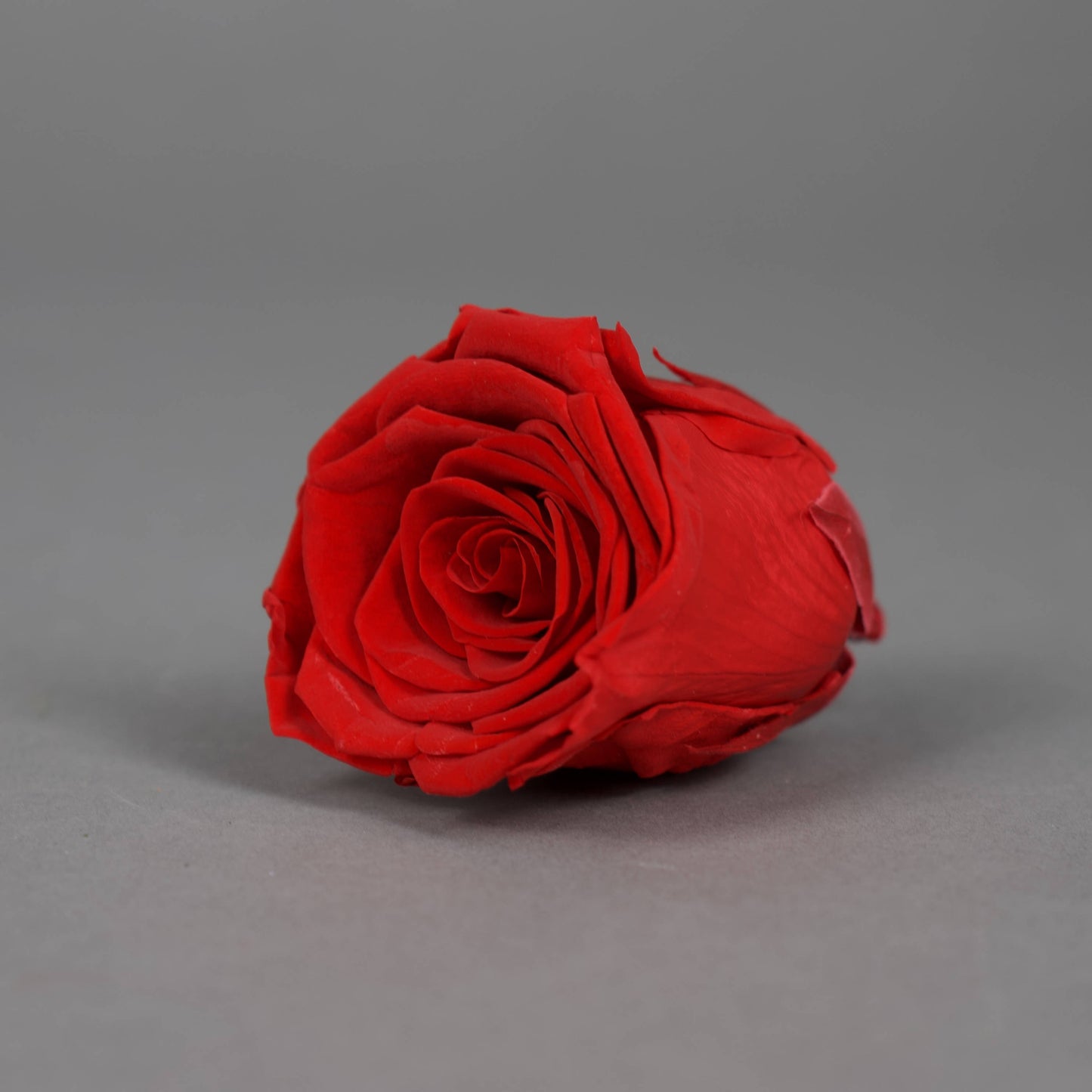 Wieczna róża w czerwonym kolorze opakowanie 8 szt