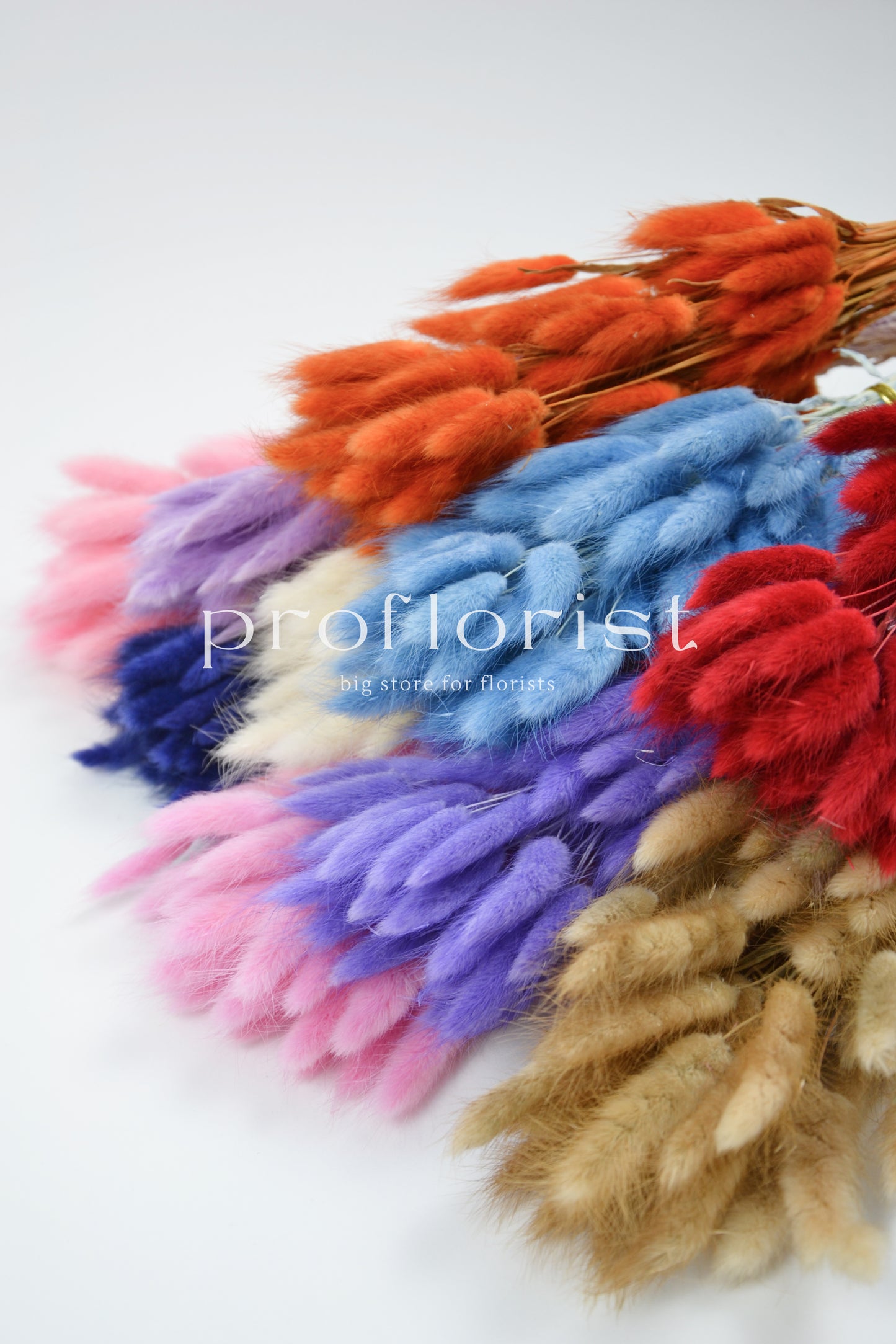 Suszony Lagurus Dmuszek jajowaty NIEBIESKI - bukiet 60 szt