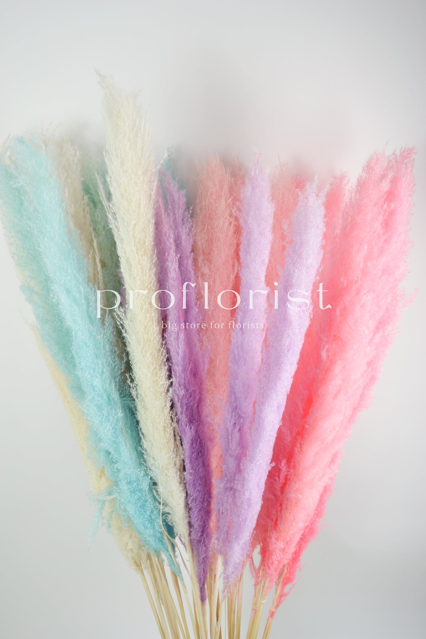 Trawa Pampasowa (Cortaderia Plum) w kolorze jasnoniebieskim 5 szt w pęczku długość ok. 140 cm