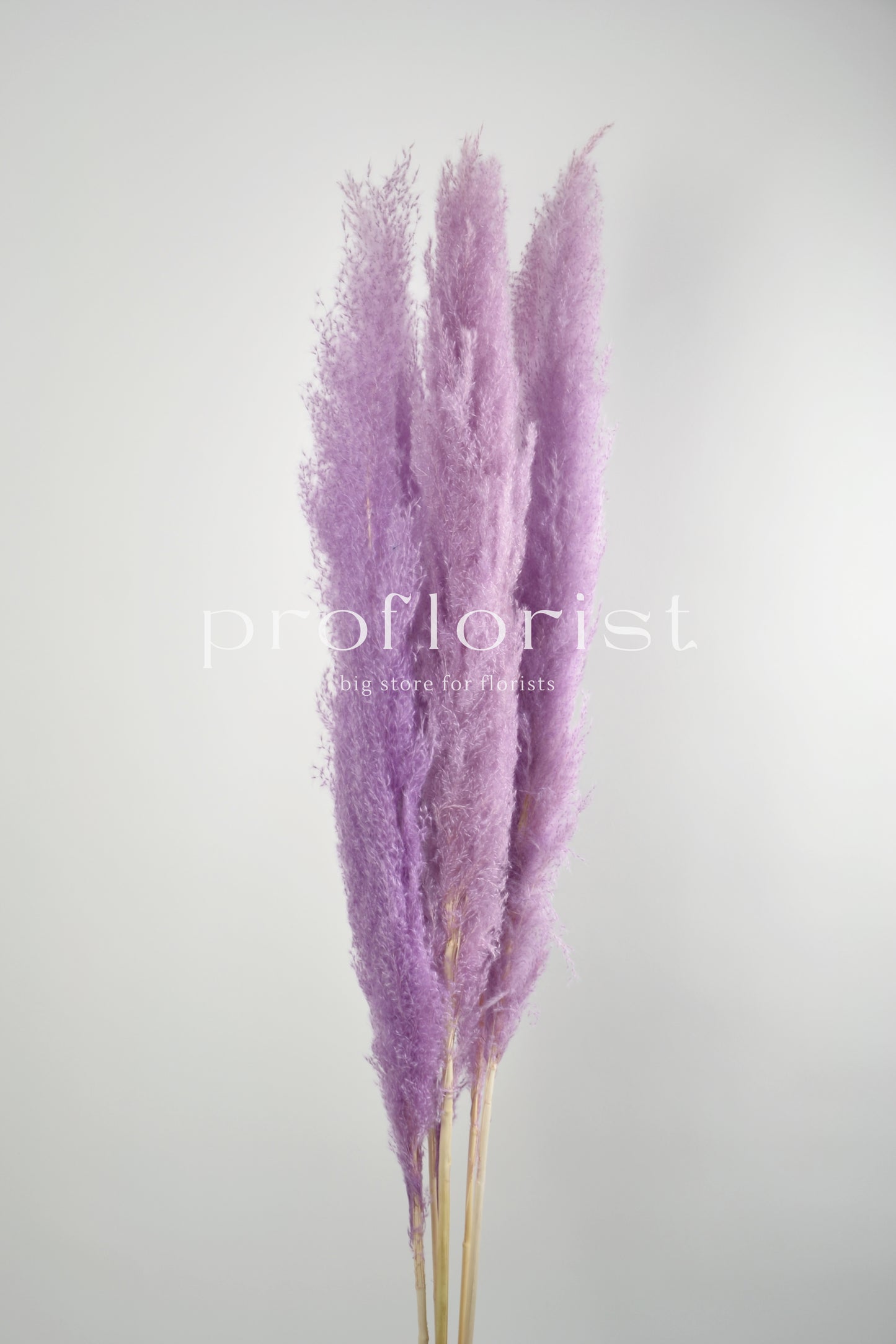 Trawa Pampasowa (Cortaderia Plum) w kolorze lawendowym 5 szt w pęczku długość ok. 140 cm