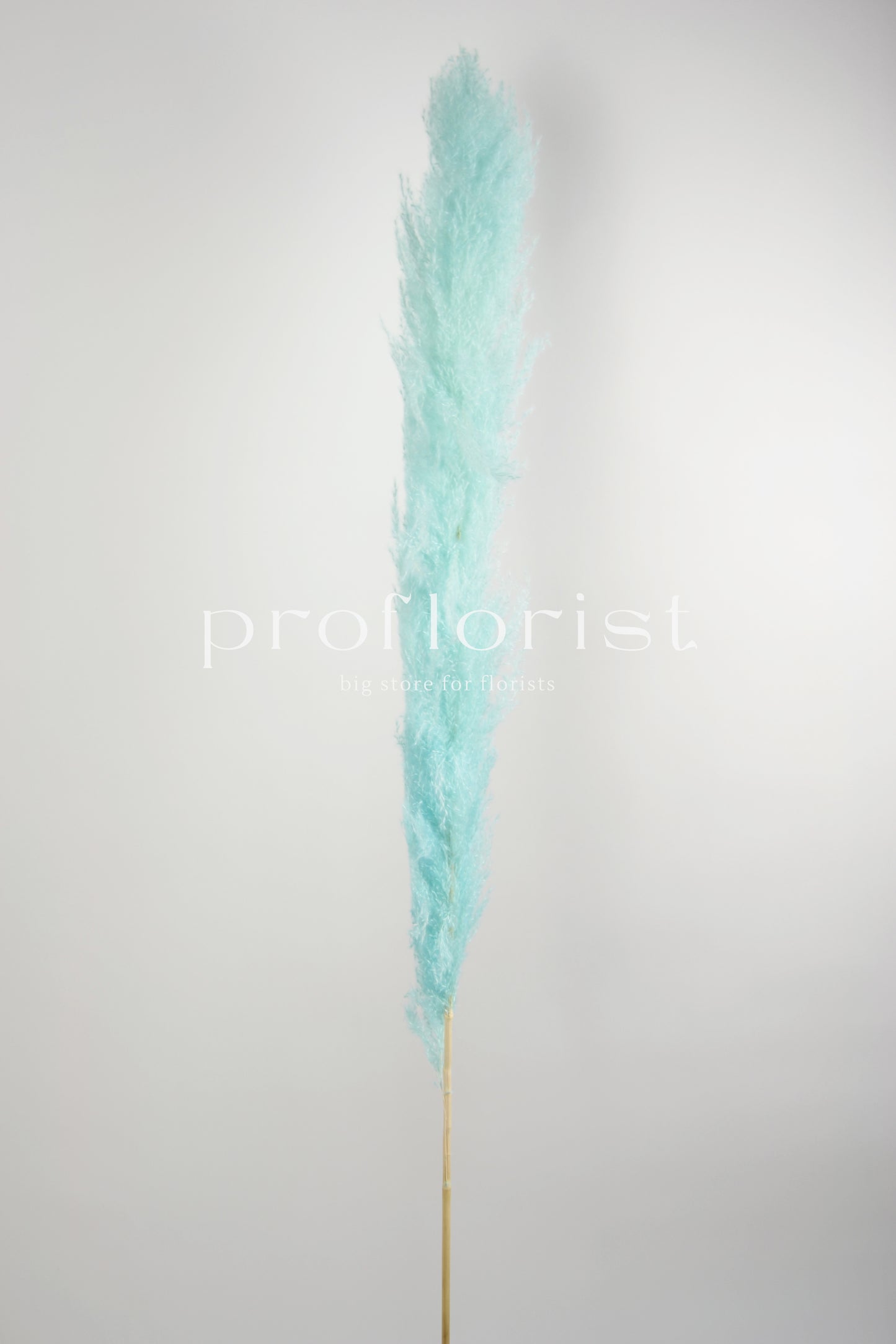 Trawa Pampasowa (Cortaderia Plum) w kolorze jasnoniebieskim 5 szt w pęczku długość ok. 140 cm
