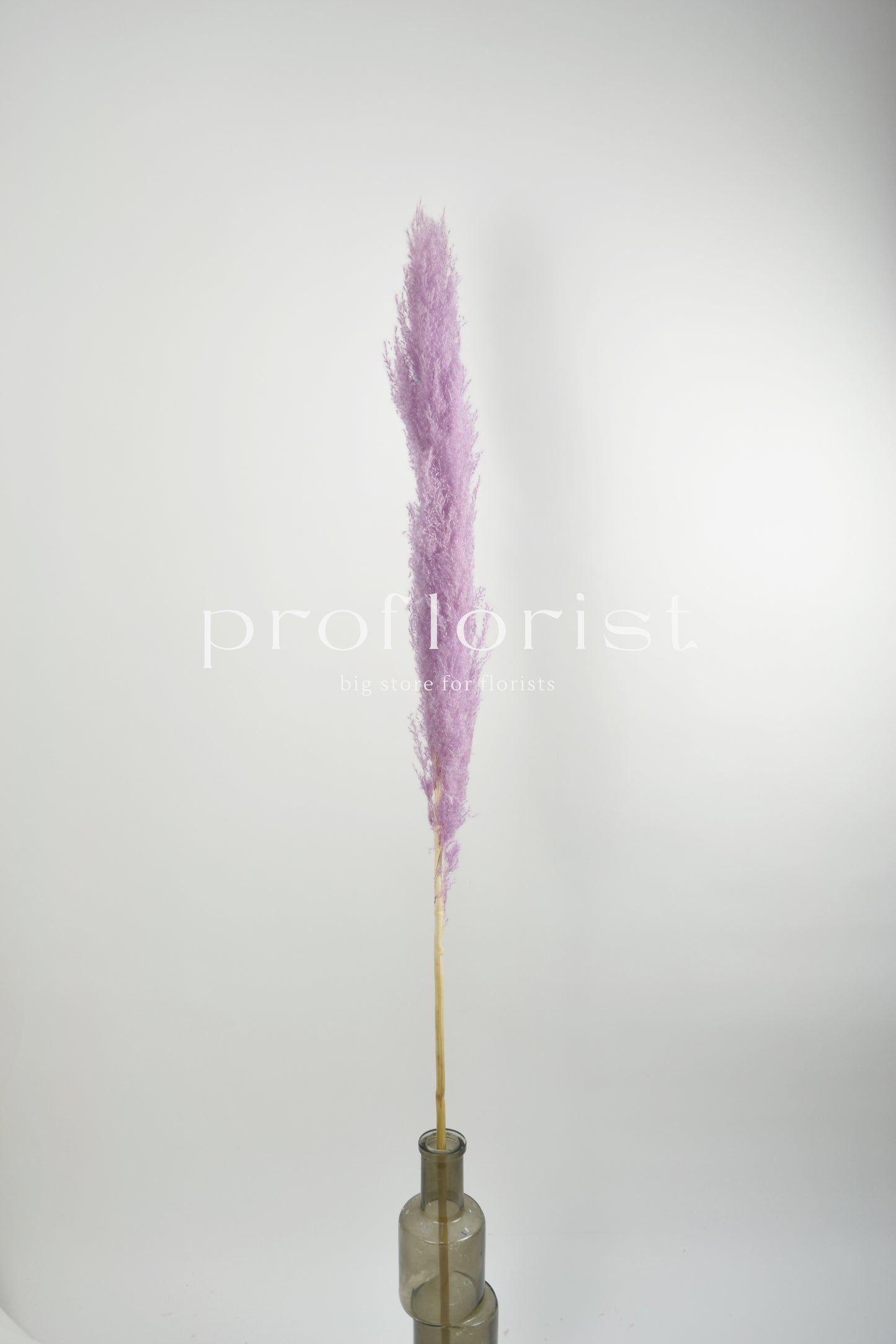 Trawa Pampasowa (Cortaderia Plum) w kolorze lawendowym 5 szt w pęczku długość ok. 140 cm