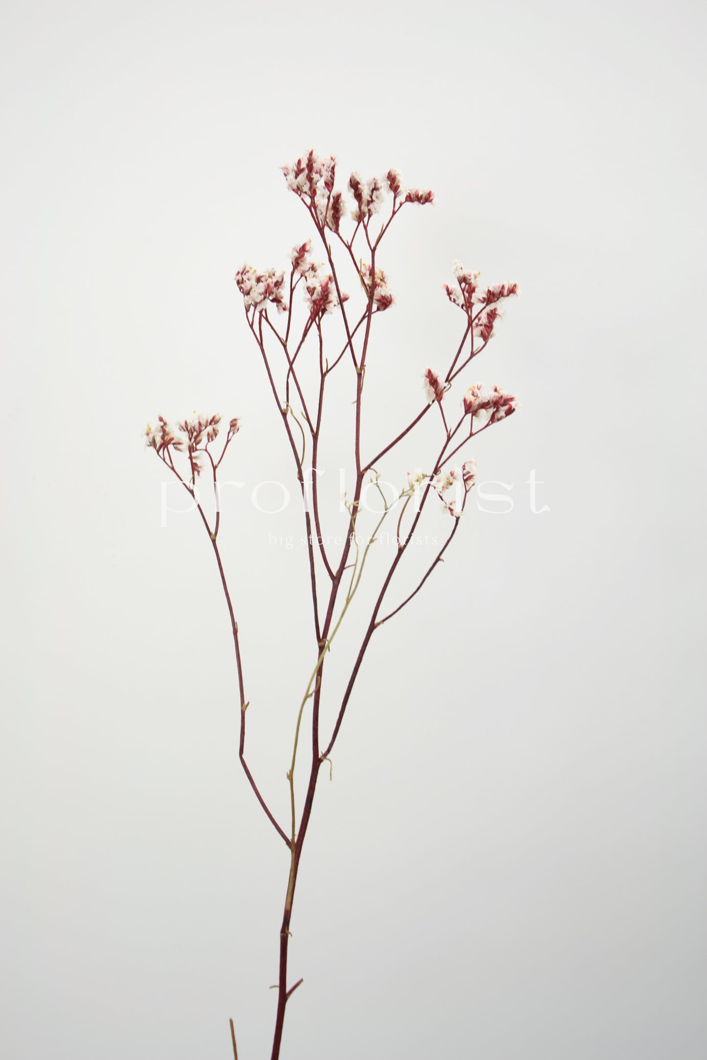 Zatrwian stabilizowany biały Limonium Preserved bukiet 120 g, 75 cm