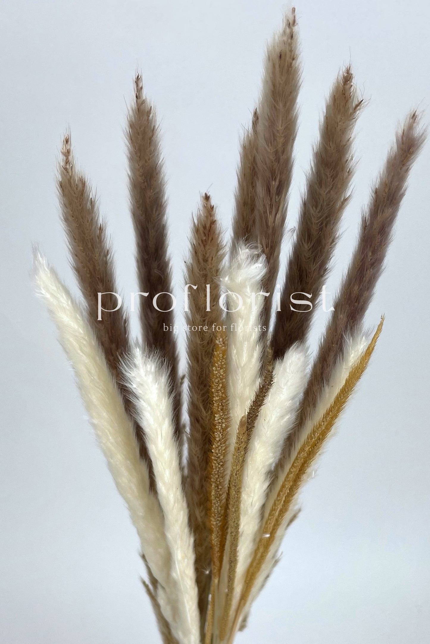 Mini trawa pampasowa MIX ok 70 cm, 15 szt/opak