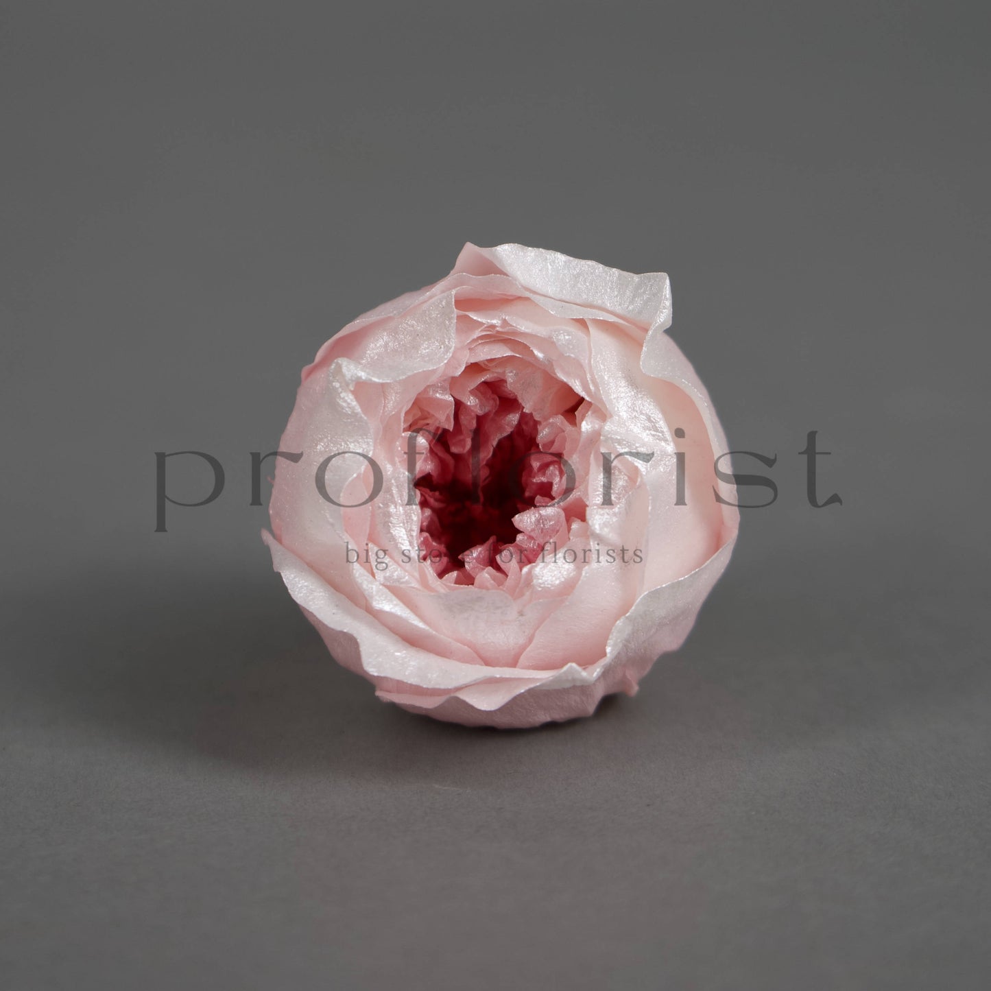 Róża piwoniowa z perłowym połyskiem – opakowanie 8 szt.