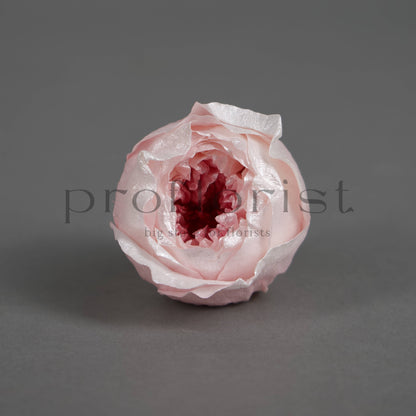 Róża piwoniowa z perłowym połyskiem – opakowanie 8 szt.