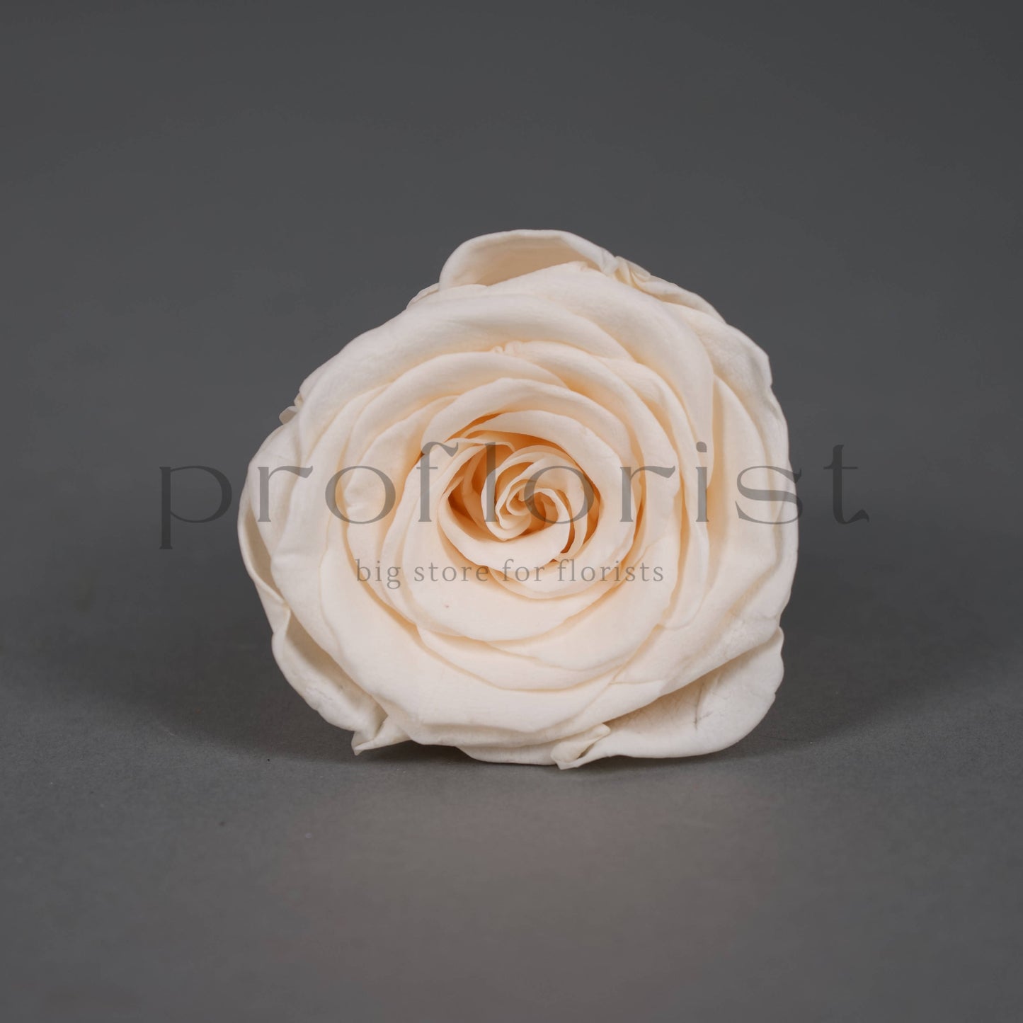 Wieczna róża w kolorze kremowym - opakowanie 8 szt