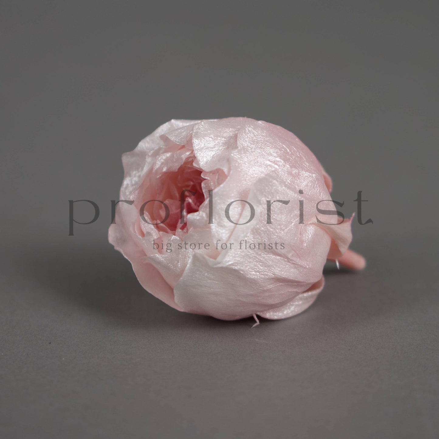 Róża piwoniowa z perłowym połyskiem – opakowanie 8 szt.
