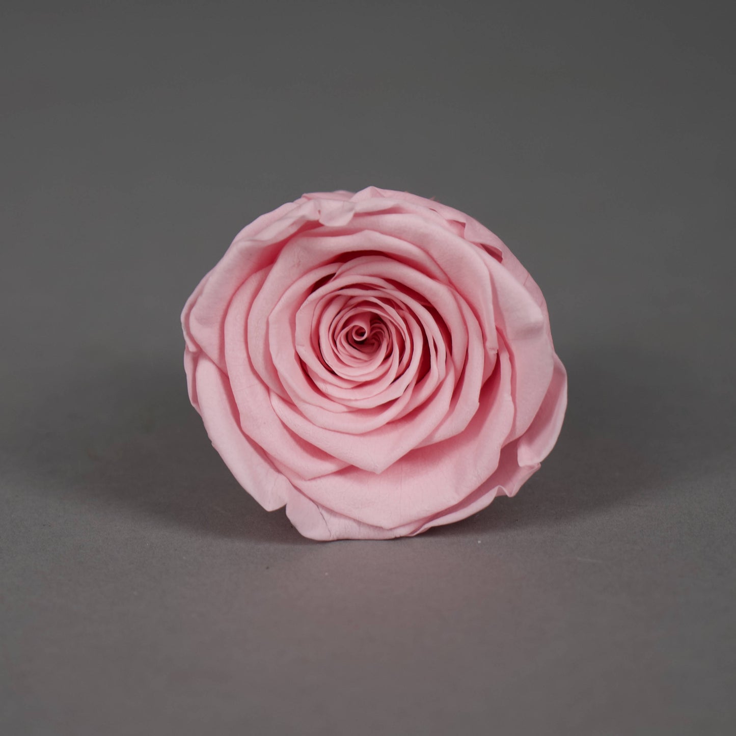 Wieczna róża w jasnoróżowym kolorze - opakowanie 6 szt