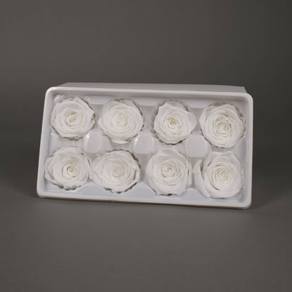 Wieczna róża w białym kolorze - opakowanie 8 szt