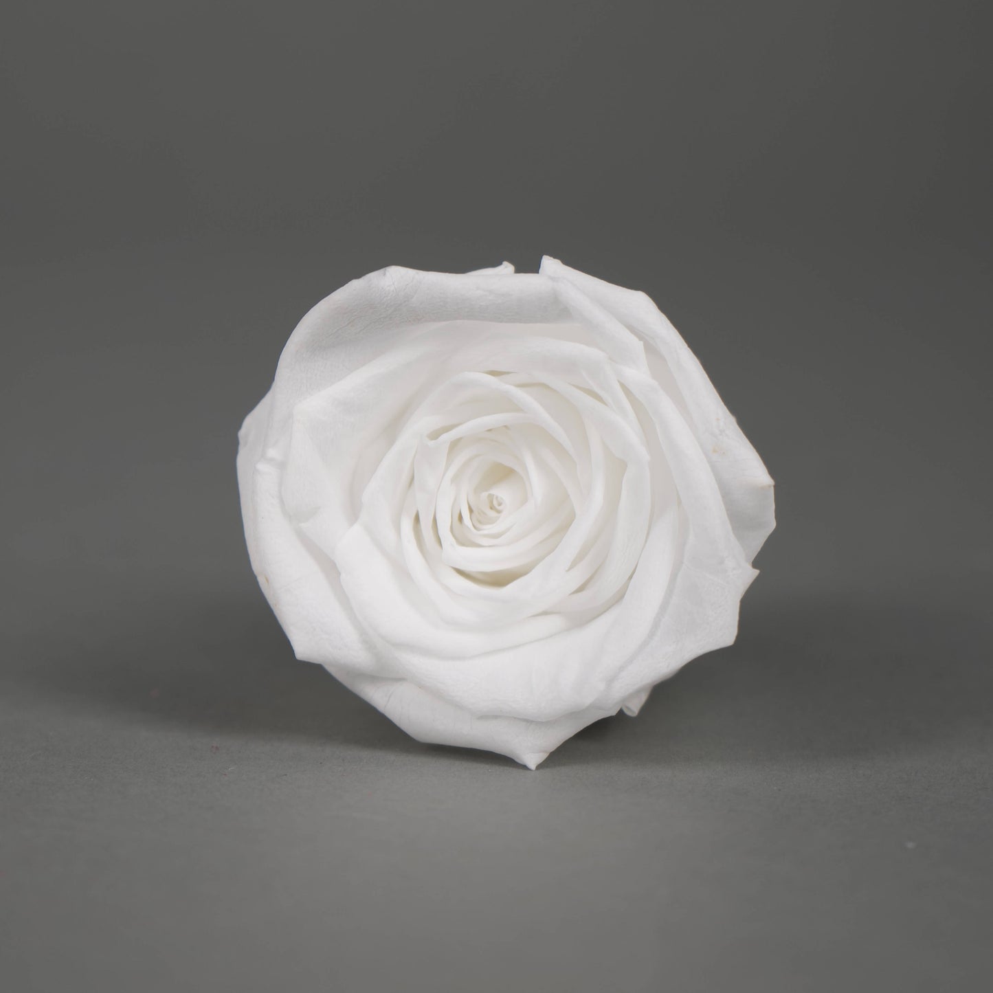 Wieczna róża w białym kolorze - opakowanie 8 szt