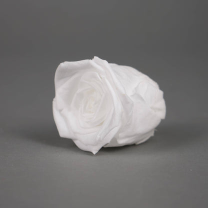 Wieczna róża w białym kolorze - opakowanie 8 szt