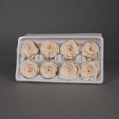 Wieczna róża w kolorze kremowym - opakowanie 8 szt