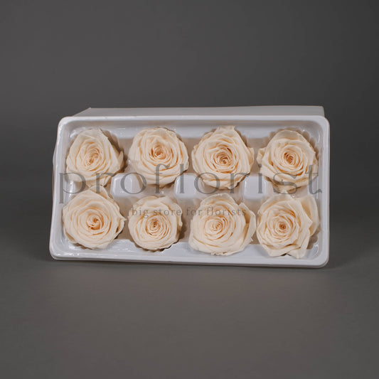 Wieczna róża w kolorze kremowym - opakowanie 8 szt