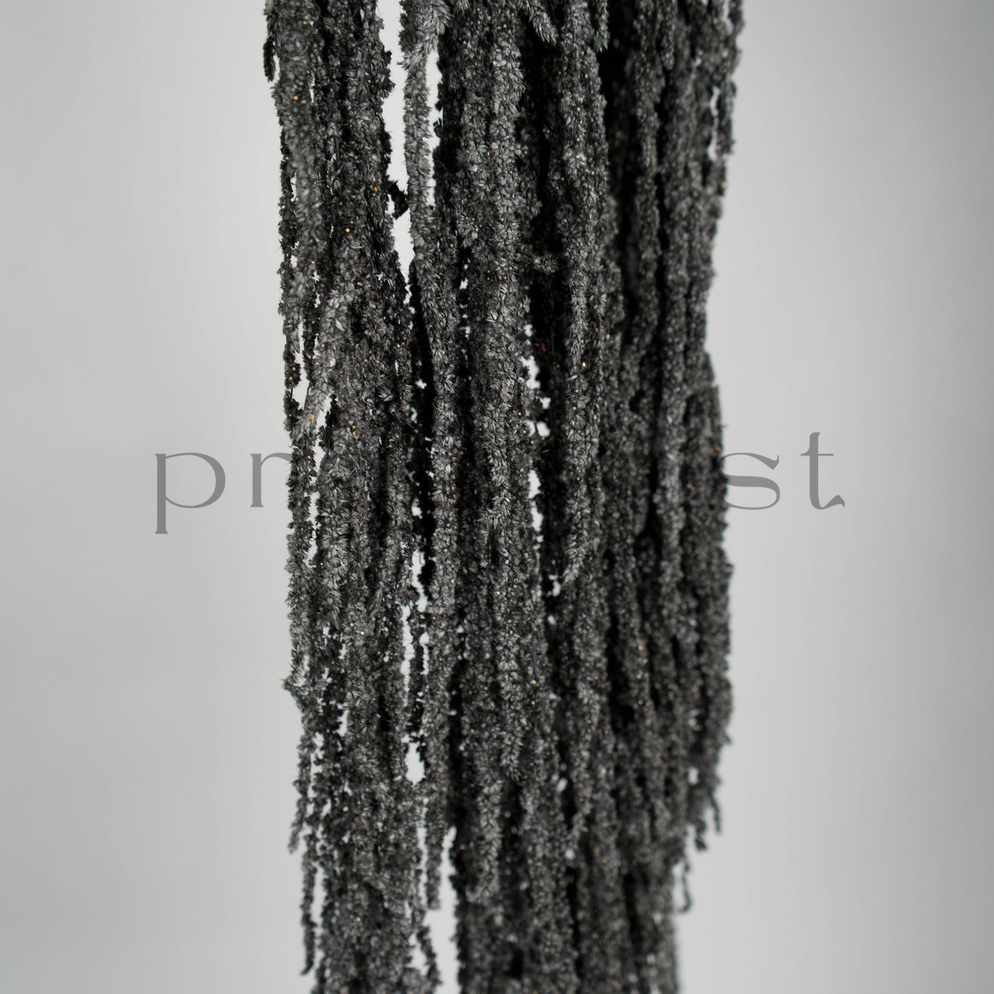 Amarantus stabilizowany (szarłat) Czarny – 5 gałęzi | 90–120 cm