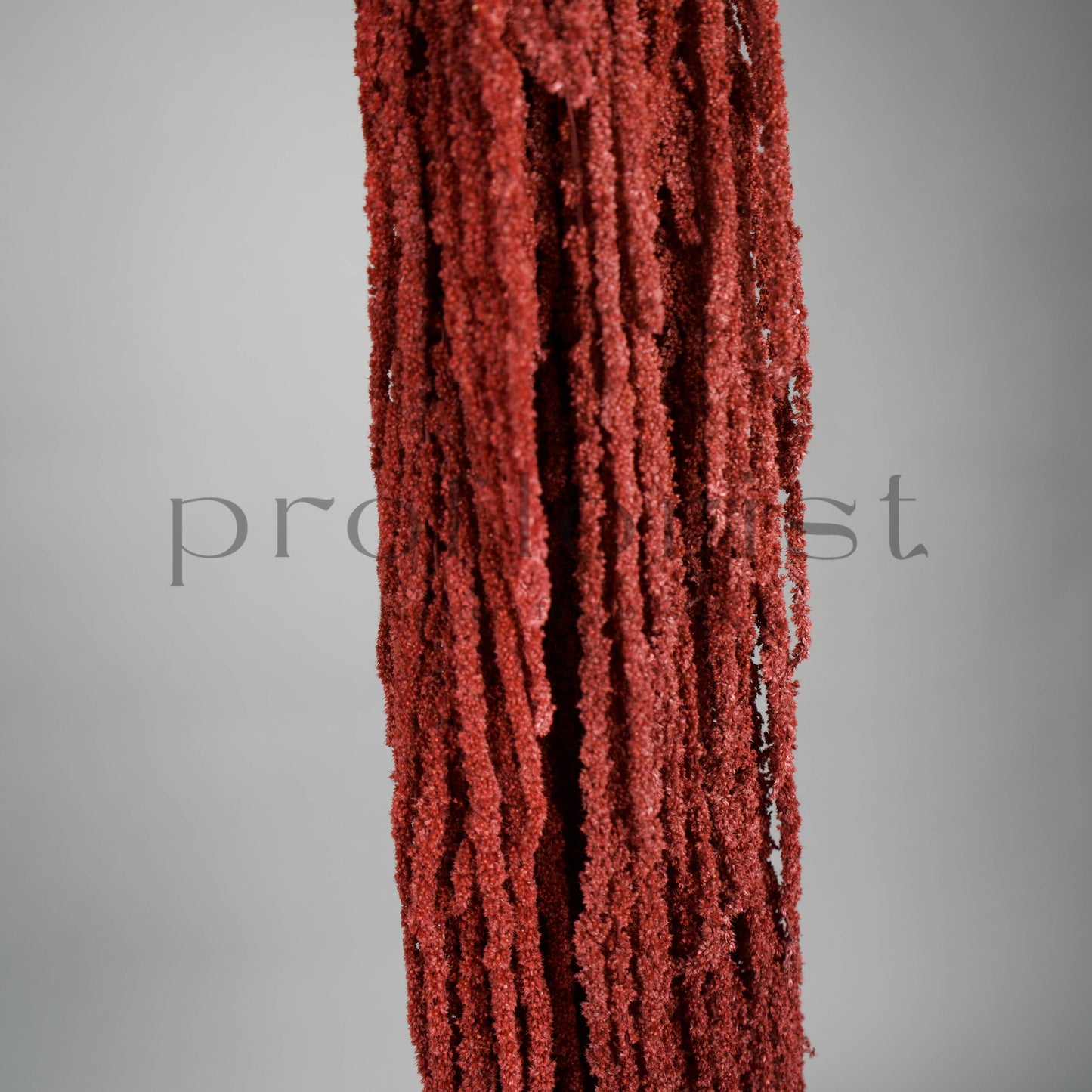 Amarantus stabilizowany (szarłat) Czerwony – 5 gałęzi | 90–120 cm