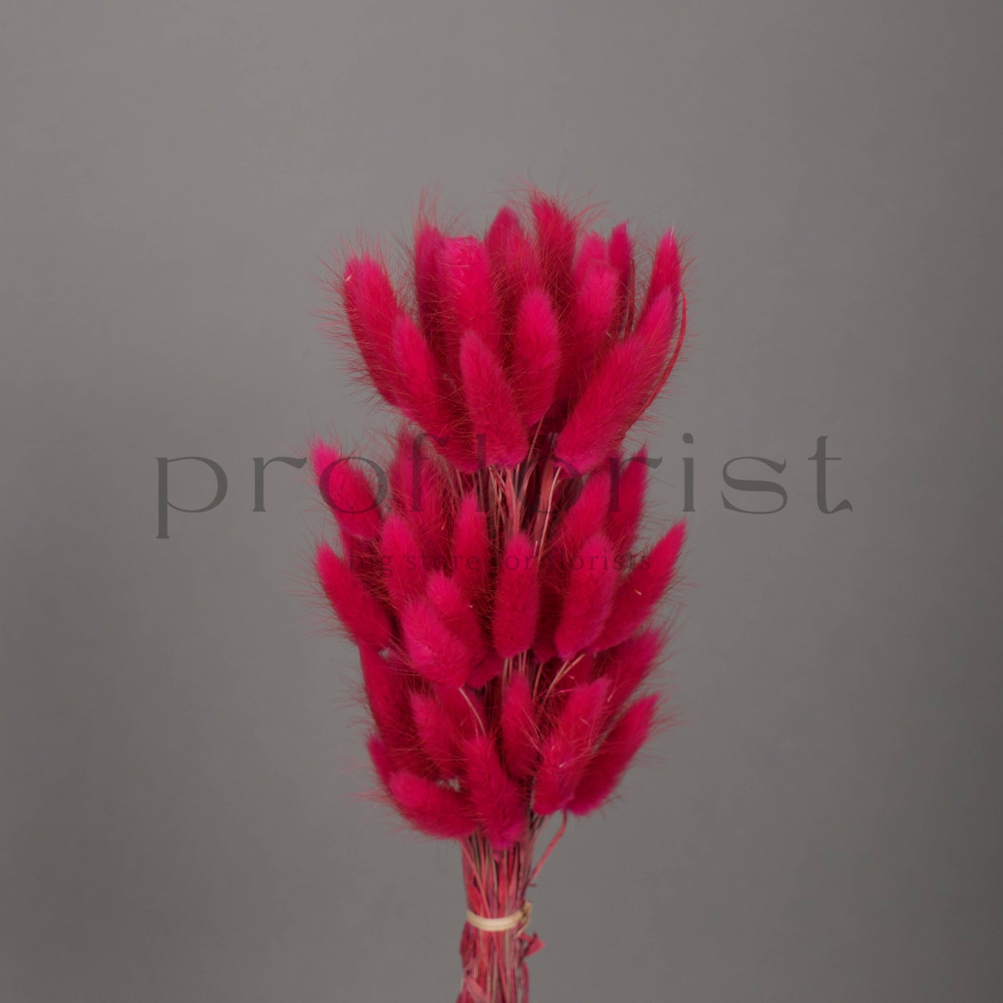 Suszony Lagurus Dmuszek jajowaty kolor FUCJSIA - bukiet 60 szt