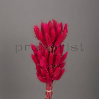 Suszony Lagurus Dmuszek jajowaty kolor FUCJSIA - bukiet 60 szt