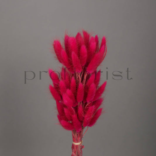 Suszony Lagurus Dmuszek jajowaty kolor FUCJSIA - bukiet 60 szt