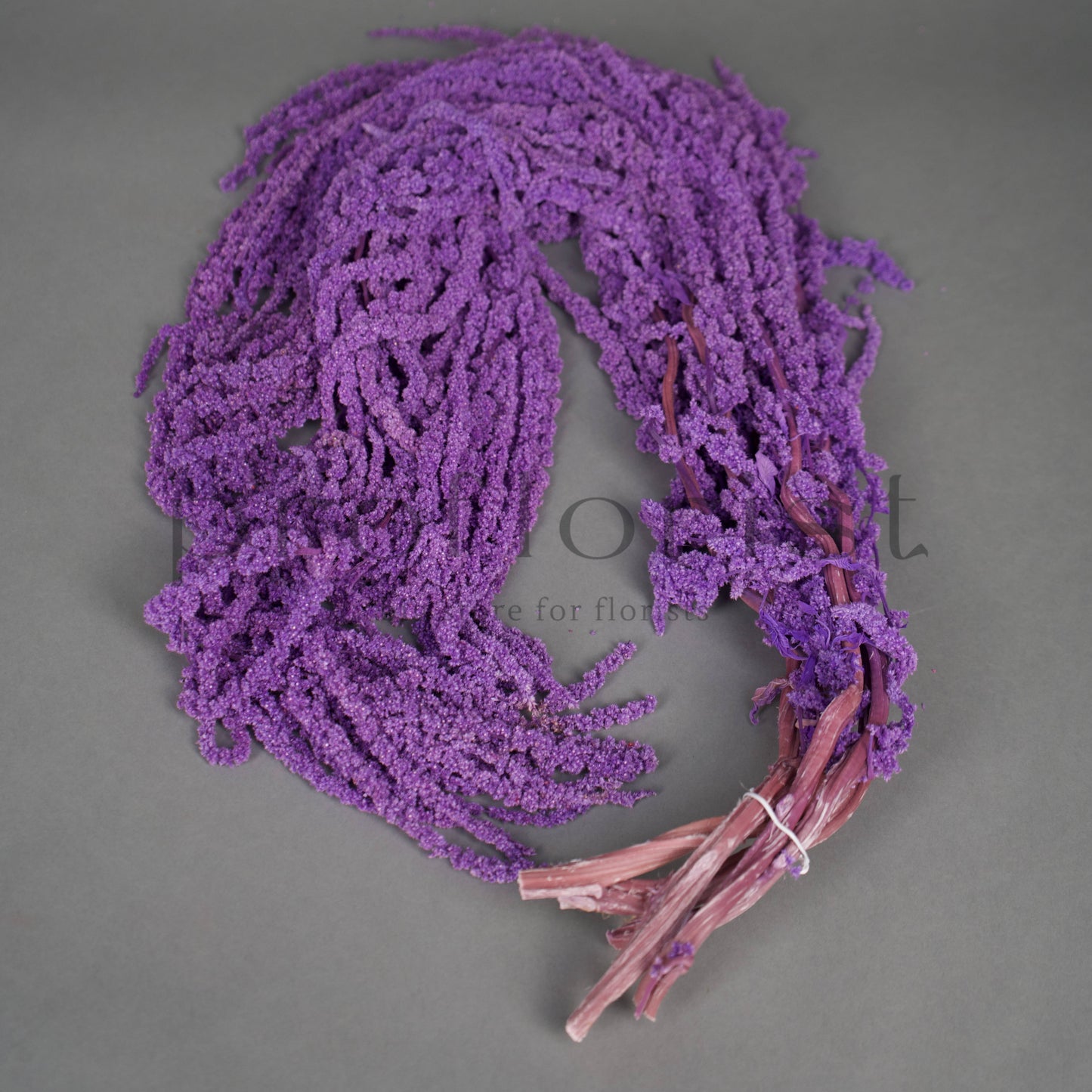 Amarantus stabilizowany (szarłat) Mleczny – 5 gałęzi | 90–120 cm