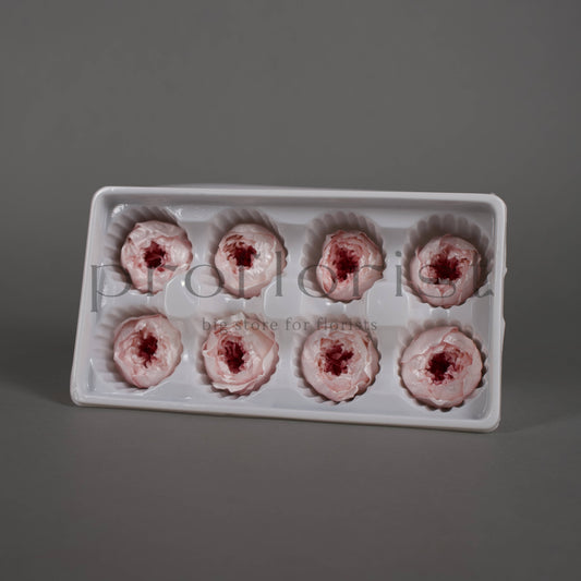 Róża piwoniowa z perłowym połyskiem – opakowanie 8 szt.