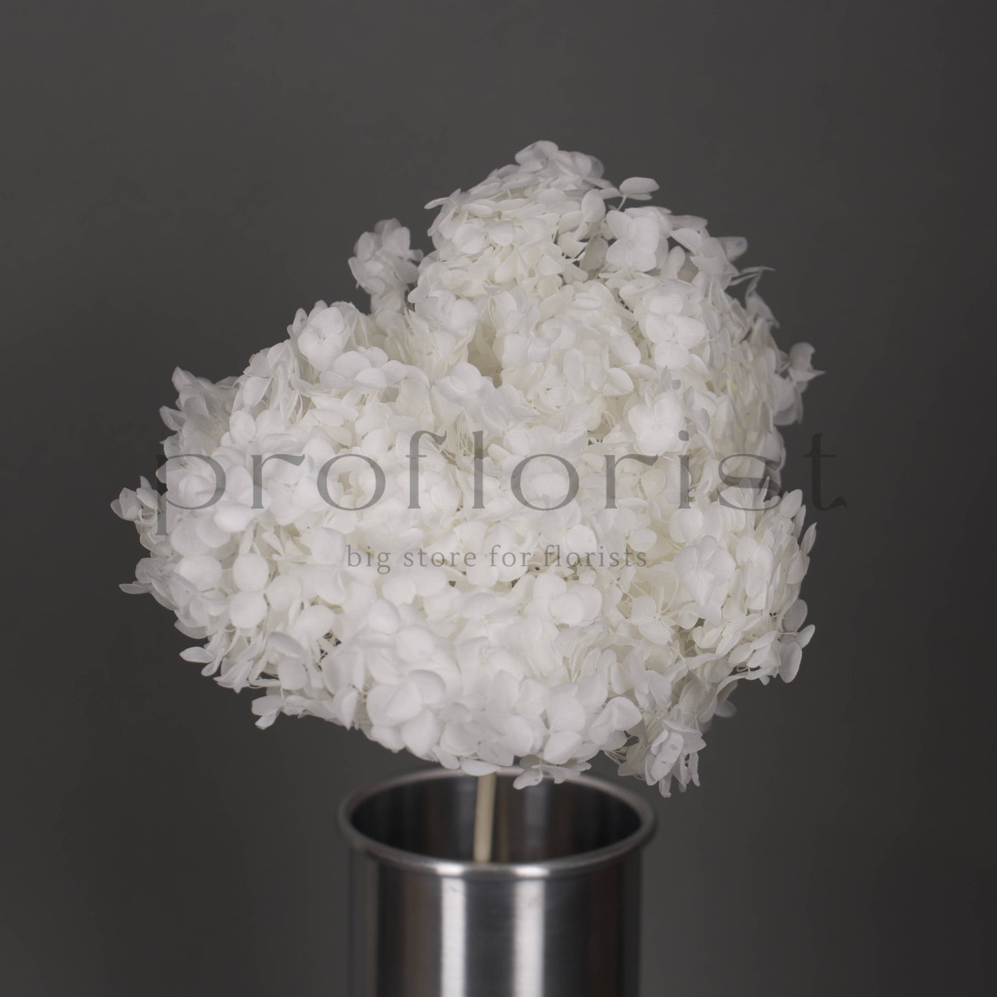 Hortensja stabilizowana Biała, 1 szt