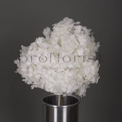 Hortensja stabilizowana Biała, 1 szt