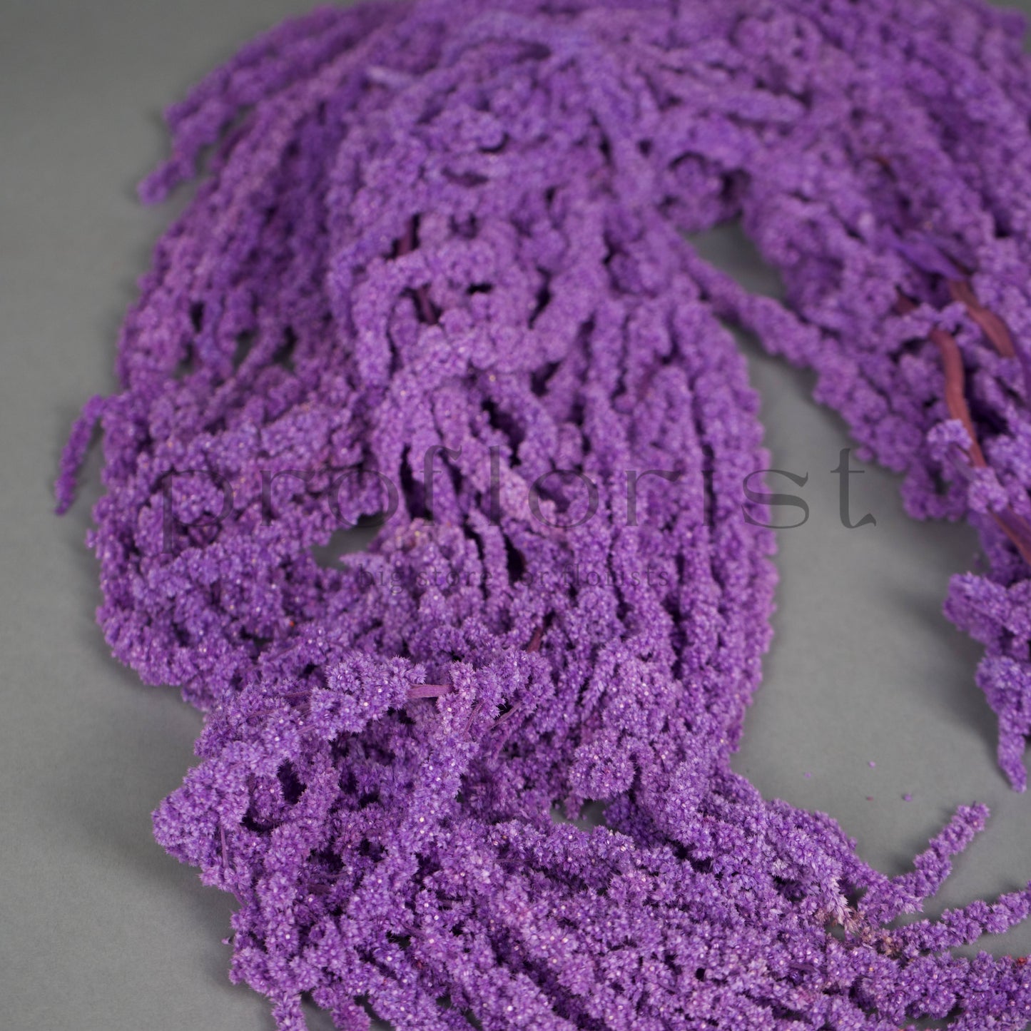 Amarantus stabilizowany (szarłat) Fioletowy – 5 gałęzi | 90–120 cm