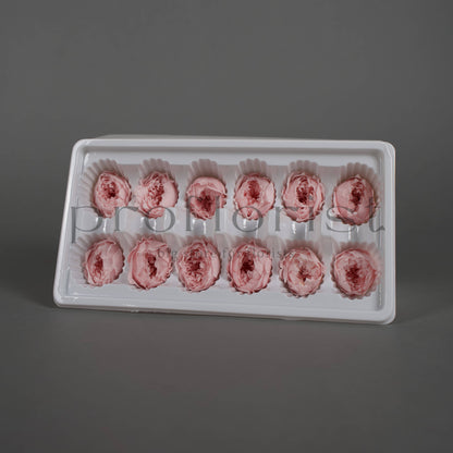 Róża piwoniowa MINI Jasnoróżowa - opakowanie 12 szt