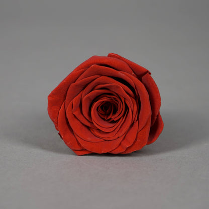 Wieczna róża w ciemnoczerwonym kolorze - opakowanie 8 szt