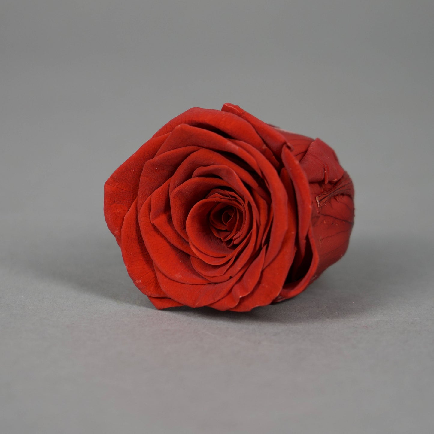 Wieczna róża w ciemnoczerwonym kolorze - opakowanie 8 szt