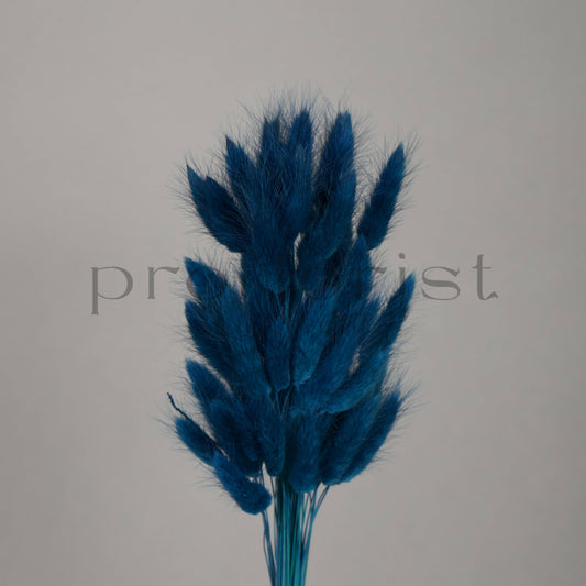 Suszony Lagurus Dmuszek jajowaty kolor GRANATOWY - bukiet 60 szt