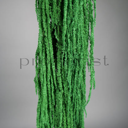 Amarantus stabilizowany (szarłat) Ciemnozielony – 5 gałęzi | 90–120 cm