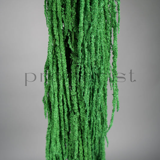 Amarantus stabilizowany (szarłat) Ciemnozielony – 5 gałęzi | 90–120 cm